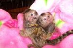 pygmy marmoset monkeys for sale