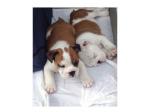 AKC English bull dogs for adoption 