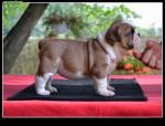 great bull dog puppies  for rehoming 