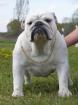 AKC English bull dogs puppies  for adoption