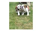 lovely bull dog Puppies available for rehoming