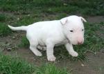 Pure Breed Bull Terrier puppies to offer to any pet loving home