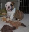 Beautiful Akc English bulldog puppies Available