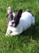 French Bulldog puppies for sale